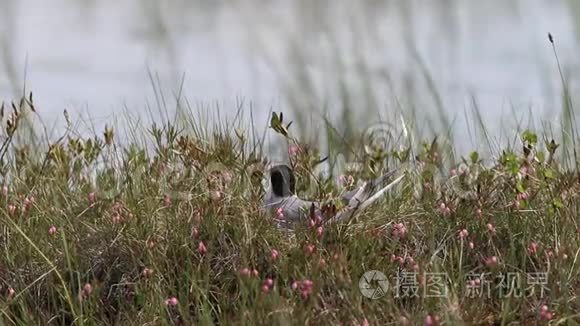 亚马尔半岛夏季北极燕鸥视频