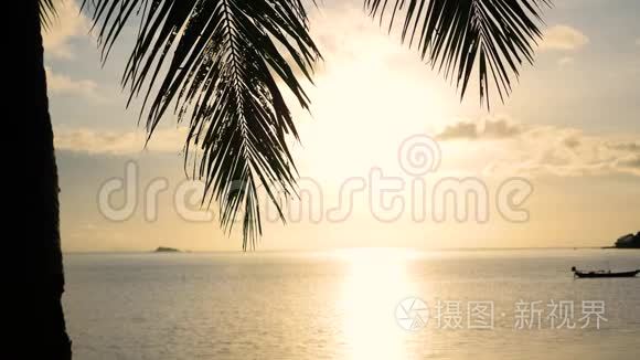 太阳光线穿过棕榈枝。 海岸上的热带树木。 日落时间