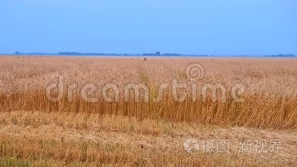 麦田农村场景.. 小麦收获黄金小穗穗。 蓝天黄金石田地平线。 秋天