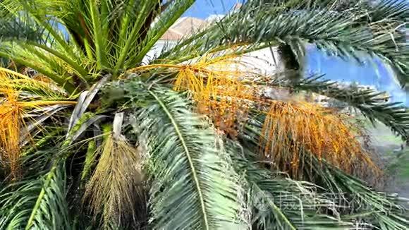 有未成熟日期的棕榈树视频