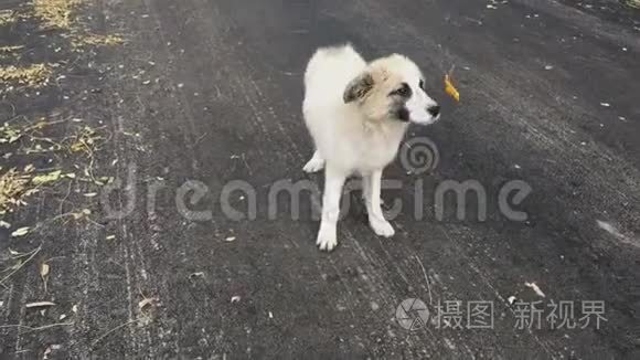 在秋天的柏油路上嬉戏的小狗视频