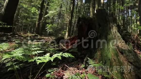 森林里的蕨类植物和树桩视频