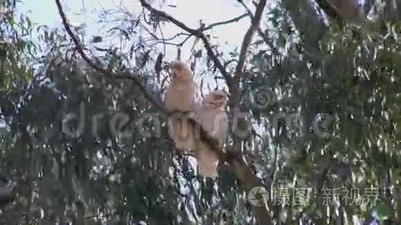 澳大利亚长嘴鸟在树胶树上视频