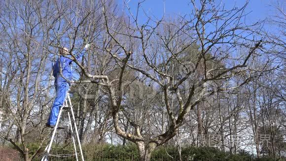 农夫站在梯子上砍树枝视频