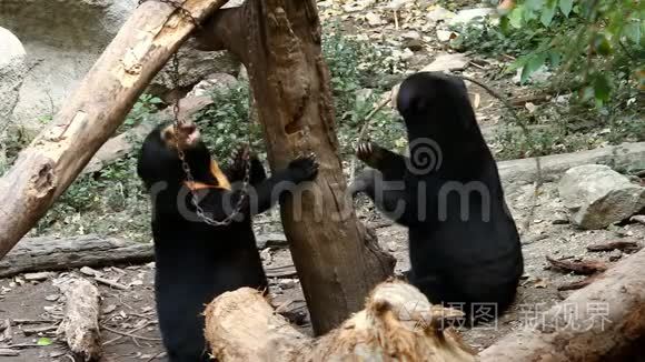 太阳熊在泰国香麦玩视频