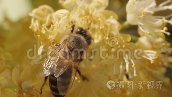 蜜蜂从树上的花朵中收集花粉视频