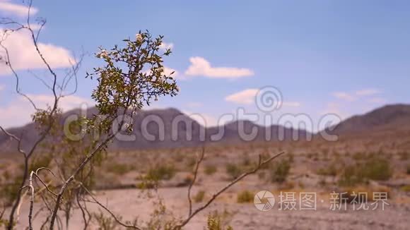 野漠植物迎风招展