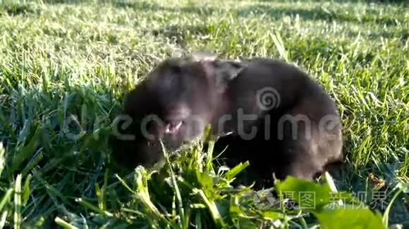 小黑兔在草地上找东西视频