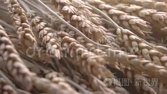 面粉的原产地阶段视频