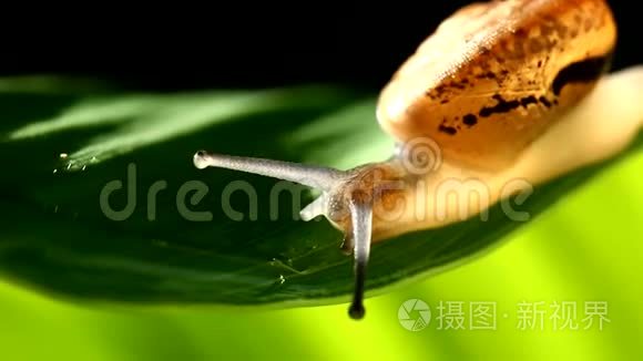 泰国香麦绿叶上的蜗牛爬视频