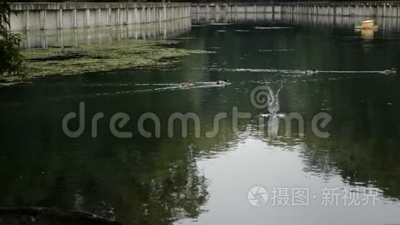 金毛猎犬在公园池塘里游泳