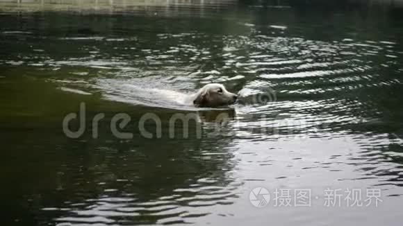 金毛猎犬在公园池塘里游泳