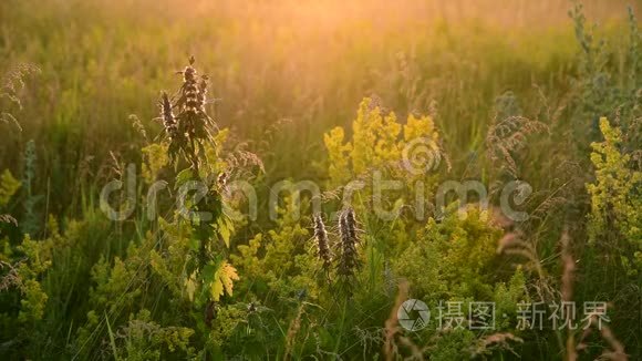 草地上野草丛中的草视频