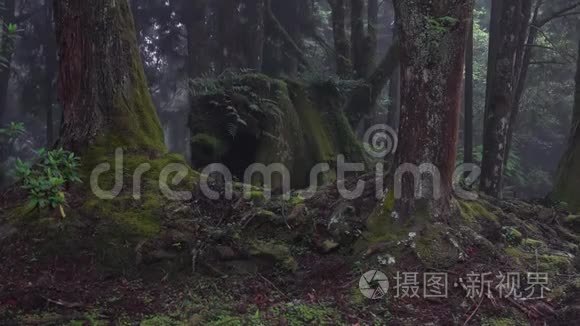 台湾阿里山风景区摩丝林