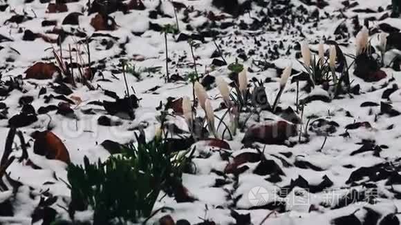 雪中的鳄鱼花视频