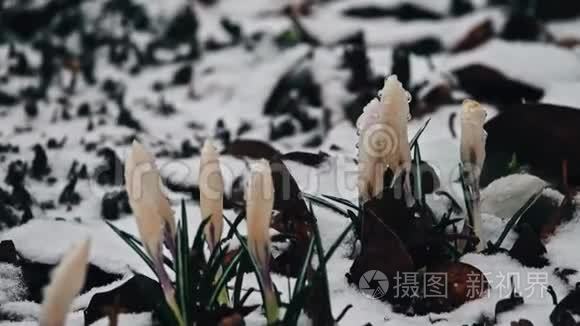 雪中的鳄鱼花视频