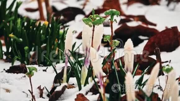 雪中的鳄鱼花视频