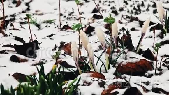 雪中的鳄鱼花视频