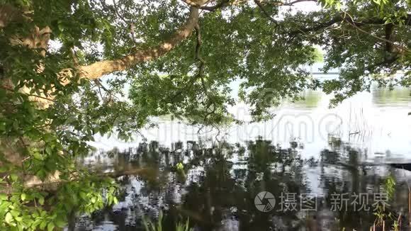 日本树的分支视频