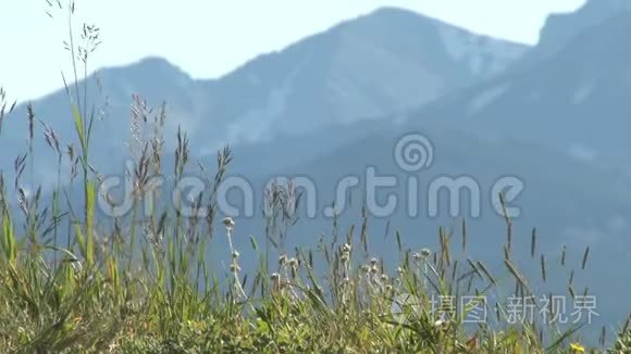 科罗拉多州的草地与山的背景视频