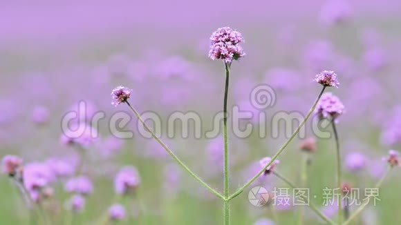 夏花严重，紫花天鞭草在风中，4k电影，慢动作