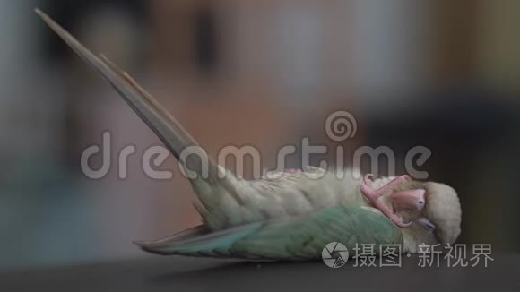 绿颊鹦鹉正在睡觉视频