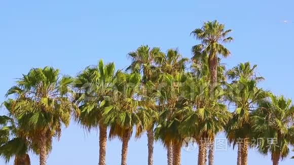 圣莫尼卡海滩的棕榈树视频