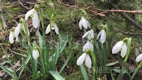 雪花在风中摇曳视频