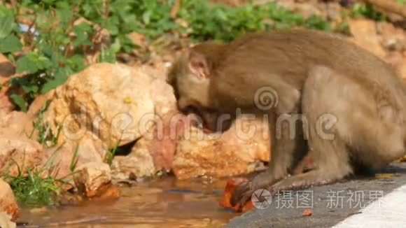 有趣的猴子在水里洗砖视频