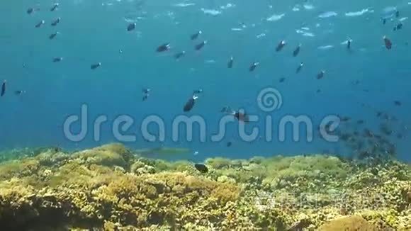 在珊瑚礁上的鲸鱼礁鲨鱼视频