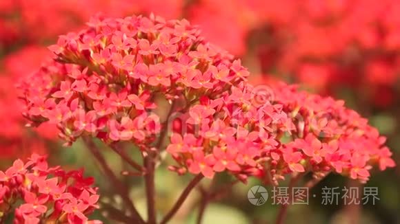 卡兰乔红色观赏花园花卉高清视频