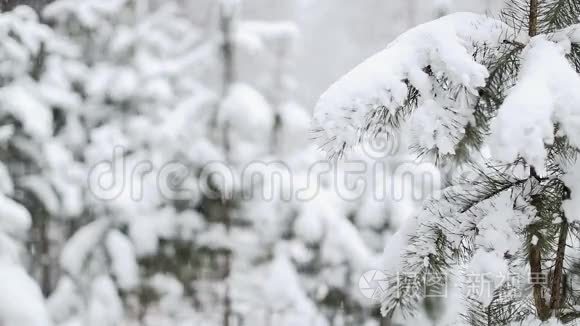 森林里的雪