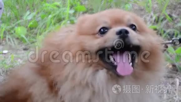 狗呼吸他的舌头视频
