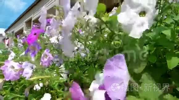 鲜花的流动