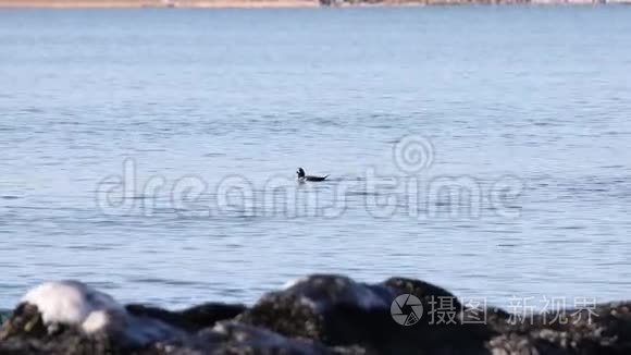 哈立金鸭Harlequin在海面上游泳。 自然栖息地的野鸭..