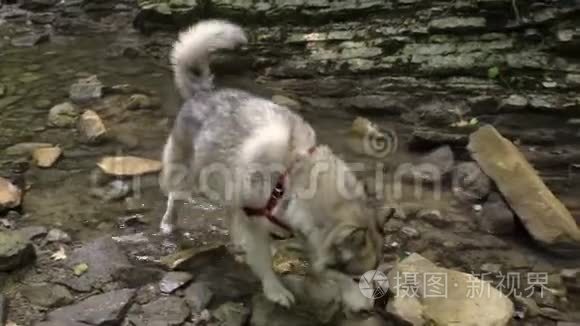 马拉穆特狗在河边的树林里散步