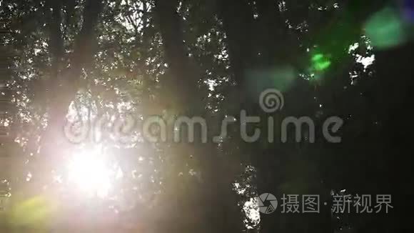 太阳耀斑在森林里视频