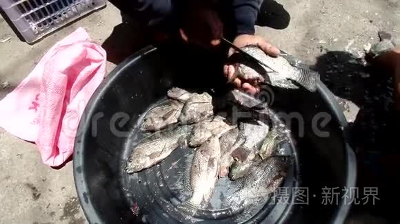 当地鱼类民俗手册视频