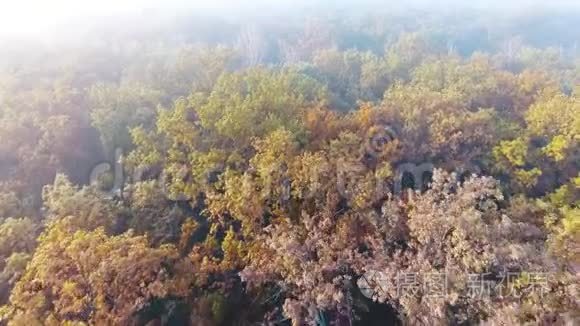 空中飞行覆盖着雾气的秋林视频
