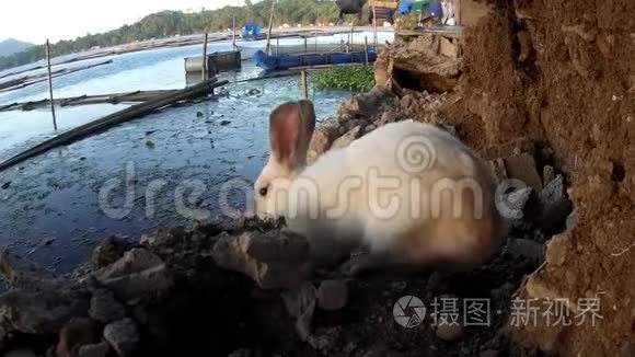 流浪雄性白兔在湖岸漫游视频