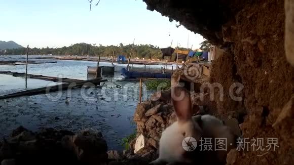 流浪雄性白兔在湖岸漫游视频