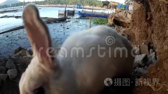 流浪雄性白兔在湖岸漫游视频