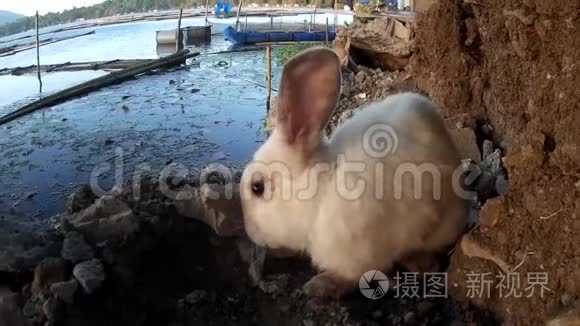 流浪雄性白兔在湖岸漫游视频