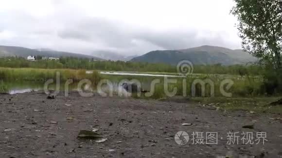 夏天，美丽平静的海鸥在池塘岸边的森林里徘徊，