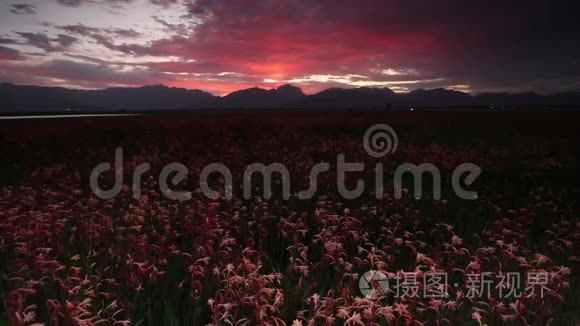 南非瓦托尼亚花田上的日落照片视频