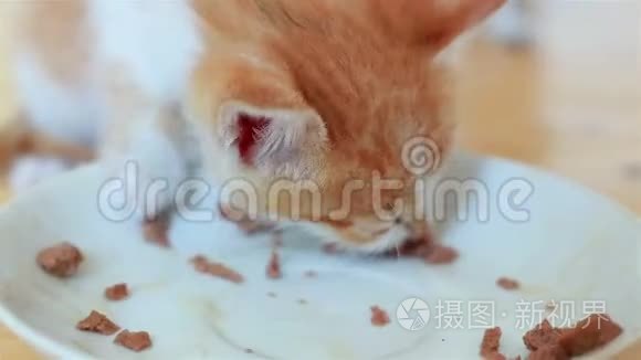 两只可爱的小猫吃健康的猫粮视频