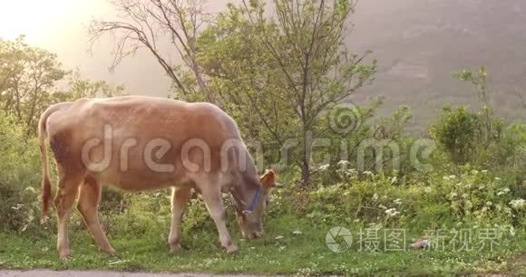 牛在草地上吃草视频