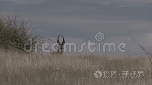 大叉角羚羊巴克视频