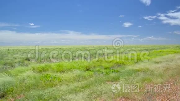 澳大利亚草地上的大风