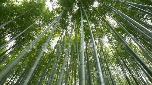 日本京都山竹林低视角视频